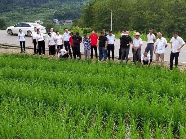 1  图为专家现场宣传农业发展政策、讲解杂交水稻制种技术及病虫害防治知识。