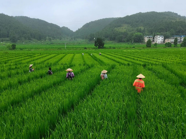 农民为水稻进行病虫害防治。