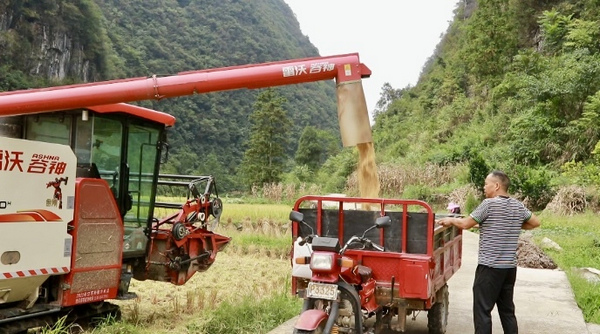 正在采收稻谷的机器。