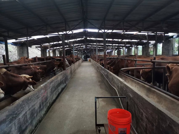 肉牛养殖场现场。