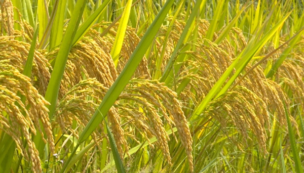 1.沉甸甸的稻穗。