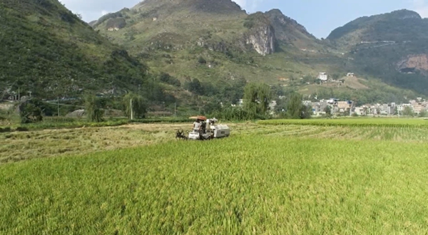 5.收割现场 。