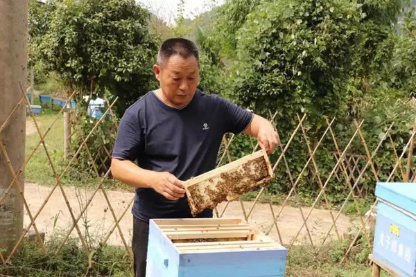 图为：发展蜂蜜产业