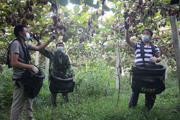 修文县谷堡镇平滩村1.2万亩猕猴桃产业园 姜继恒 摄