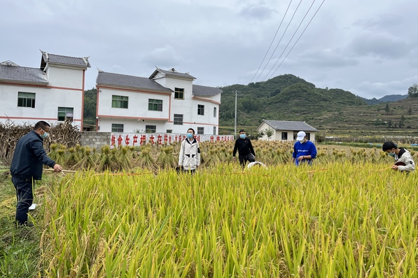 農技人員深入田間開展水稻測產工作。