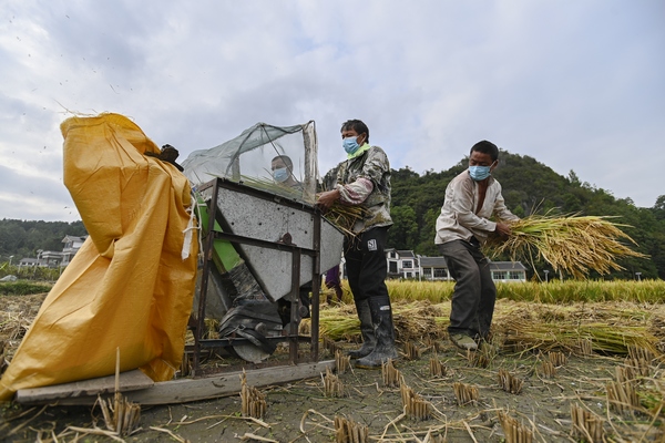農民紛紛開始了水稻收割作業。