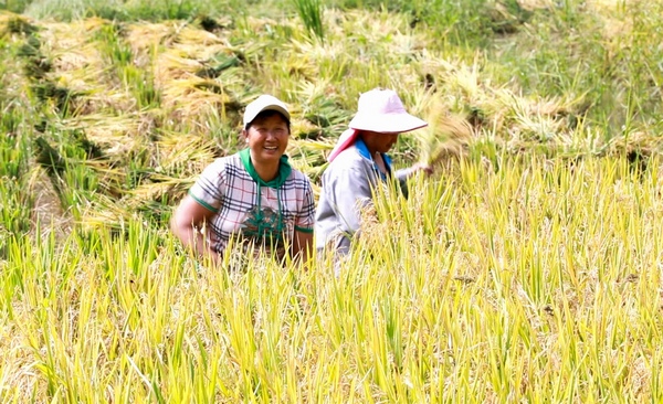 大方县黄泥塘化联社区拉荒村民在收割稻谷。周训贵摄