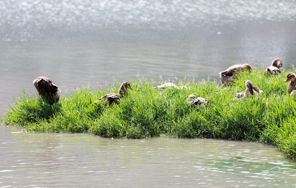 大方縣黃泥塘化聯社區拉荒田園濕地引來各類水鳥棲息。周訓貴攝