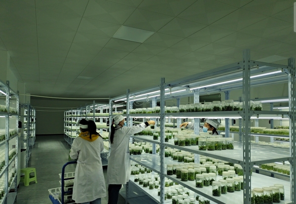 铁皮石斛种苗扩繁基地内工人正在忙碌。