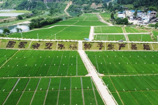 位於岑鞏縣的國家雜交水稻種子生產基地。