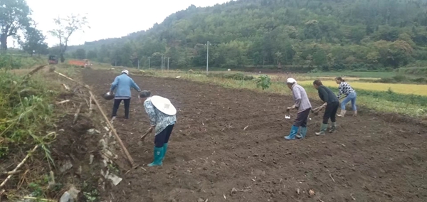 农民播种豌豆