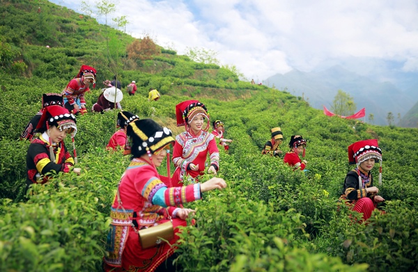 贵州毕节七星关区青场镇初都茶场采收春茶。