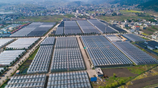 贵州省毕节市七星关区九丰农业科技示范园区：沙培番茄栽种忙。