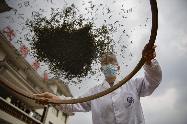 七星关区太极村正在加工生产太极古茶。文杰摄