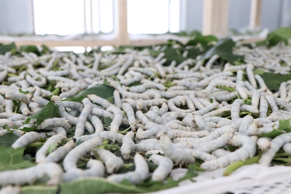 小吉场镇养蚕基地 正在进食的蚕宝宝。