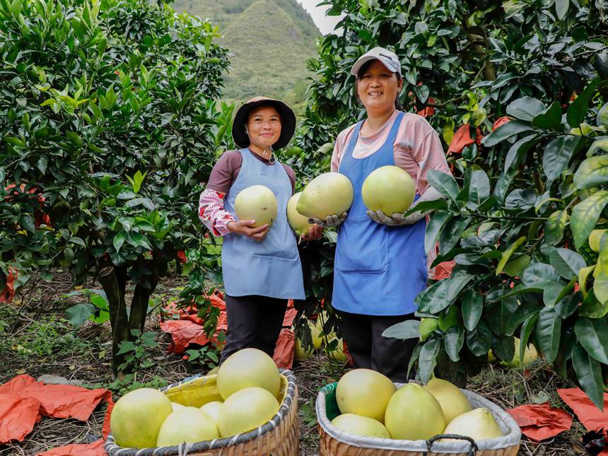 村民在采收柚子。