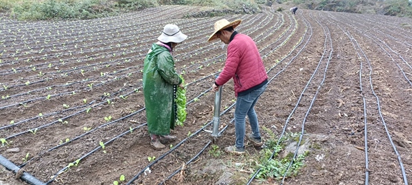 播种速生菜。
