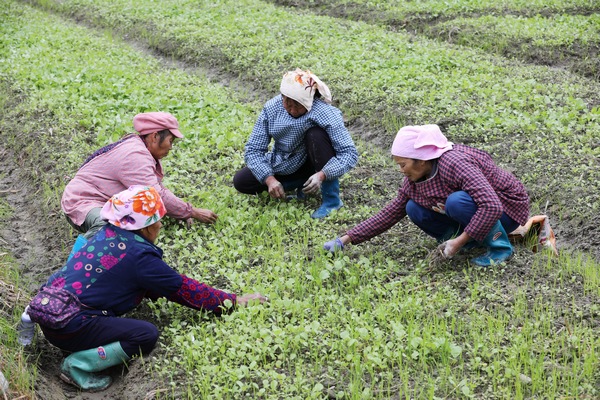 10月8日，村民在貴州省錦屏縣三江鎮烏坡村油菜育苗基地拔草。