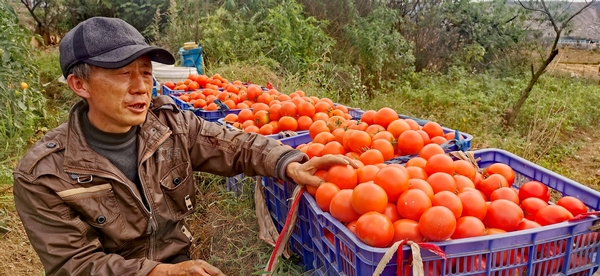 安順經開區宋旗鎮和興村：發展西紅柿種植產業 為鄉村振興蓄勢賦能。
