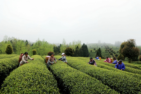 印江自治縣纏溪鎮湄坨村茶農正在採茶。