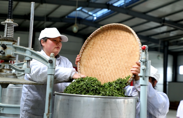 印江自治縣纏溪鎮湄坨村茶葉加工廠工人正在加工茶葉。