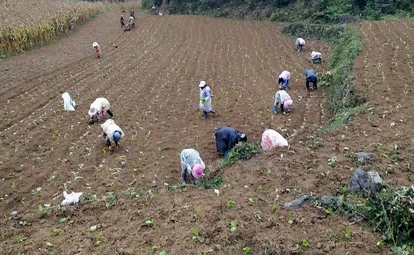 大方縣安樂鄉村民們在地時種植油菜。