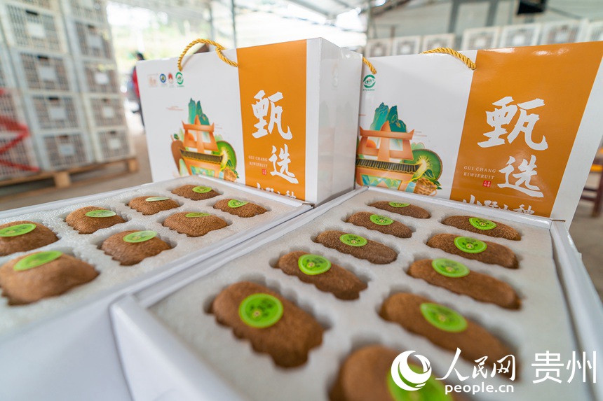 贵阳市修文县平滩村产的猕猴桃。人民网 涂敏摄
