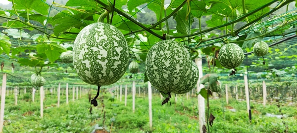 凱裡村吊瓜產業。