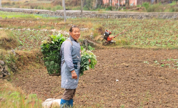 播州区尚稽镇村民正抢种油菜。 罗跃摄