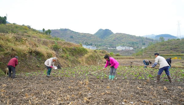 播州区茅栗镇组织村民抢种油菜。 罗跃摄