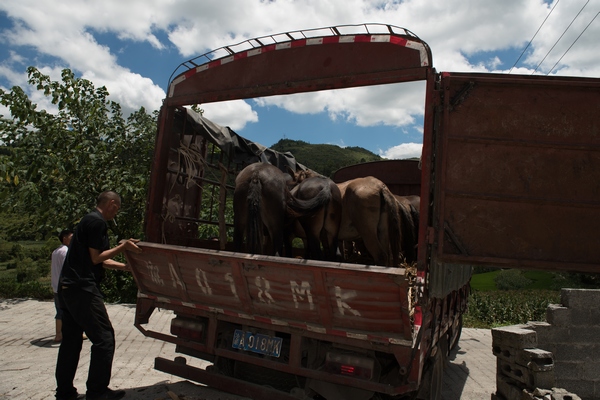 貴州省遵義市務川泥高鎮鎮江鄉村振興服務站通過產銷對接幫助村民銷售牛、馬。