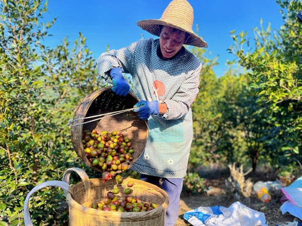 村民正在採摘油茶。