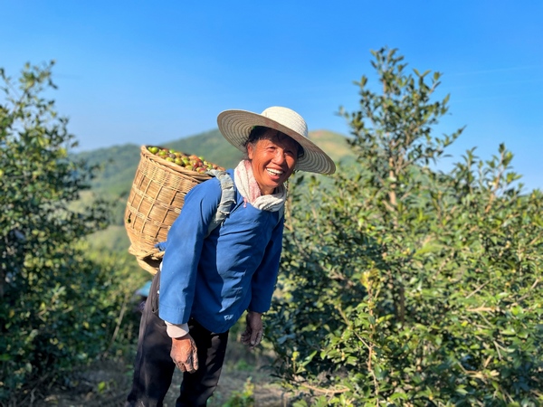 村民正在搬運油茶。
