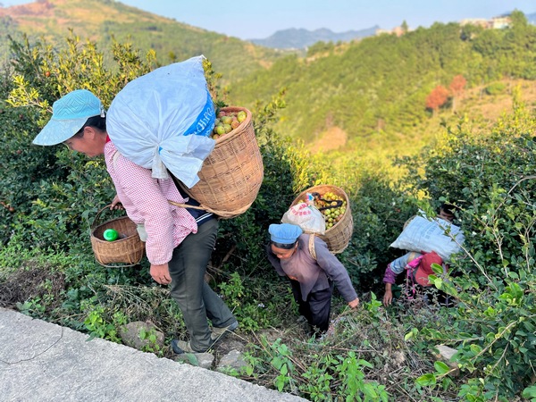 村民正在搬運油茶。