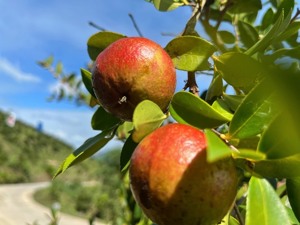 金黃飽滿待採摘的油茶果。
