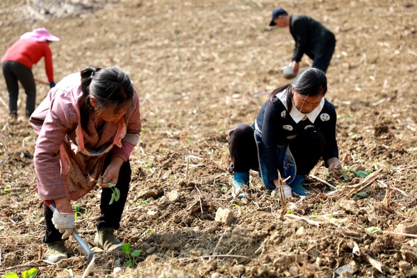 村民在大方縣長石鎮仲麥村油菜種植基地移栽油菜。周訓貴攝