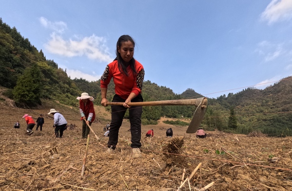 村民在大方縣長石鎮仲麥村油菜種植基地在進行打窩。周訓貴攝