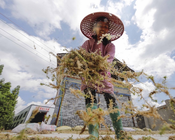 7月村民吴龙梅正在晾晒海花草。