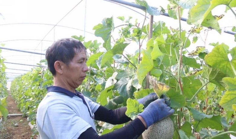 贵州独山：哈密瓜丰收香四溢 百姓日子“甜蜜蜜”