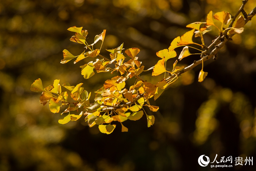 每年十月下旬便进入了银杏树的最佳观赏期。人民网 阳茜摄
