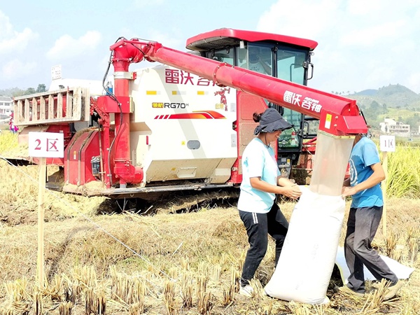 惠水縣農機收割水稻。