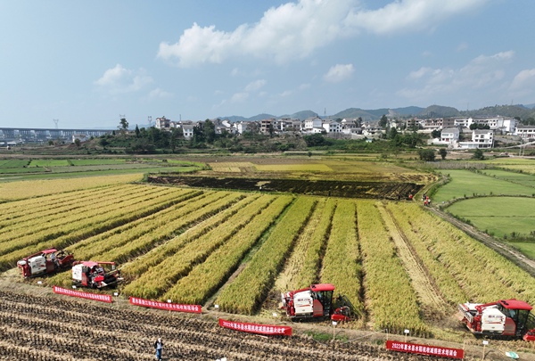 惠水縣2022年水稻收割技能大比拼活動現場。