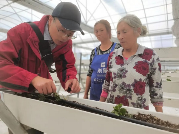 技術員正在指導村民們如何種植草莓苗。