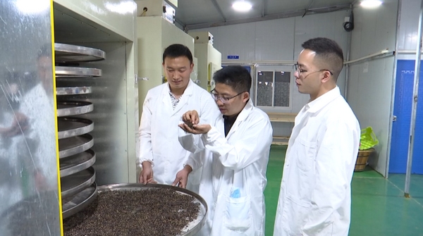 紫茶加工廠。