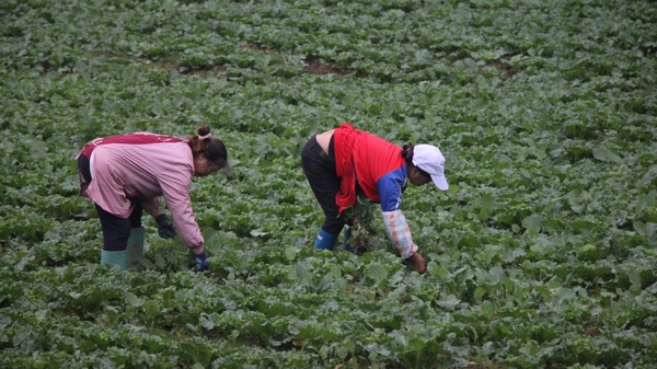 村民正在基地劳作，为蔬菜除草。姜继恒摄