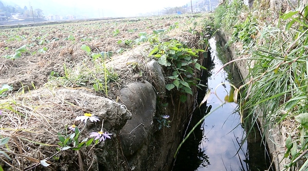 水渠灌溉。