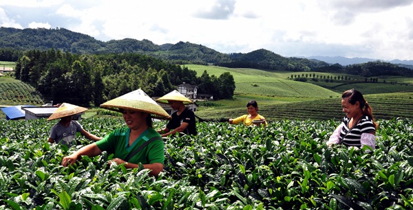 3.湄潭縣大力發展茶葉產業，60萬畝生態茶園綠了荒山，富了農民，“綠水青山變成金山銀山”。瞿欣含攝