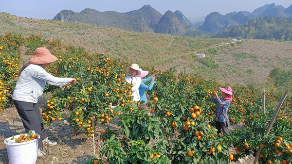 三都桃园村的金秋砂糖桔成熟了。