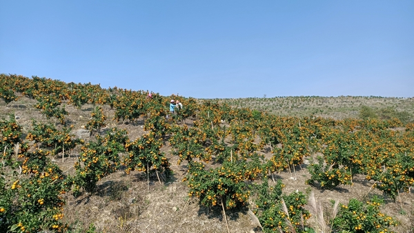 三都桃园村的金秋砂糖桔成熟了。