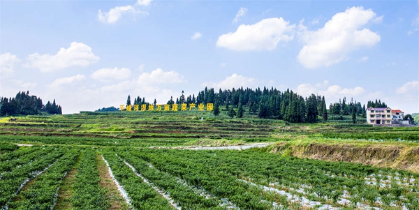 5 图为西秀区轿子山千峰河万亩蔬菜产业园区辣椒种植基地。